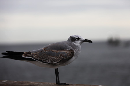 seagull on Atlantic coast of Floridaの写真素材