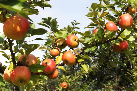 Appleの写真素材