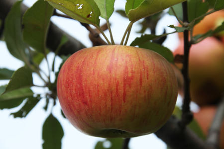 Appleの写真素材