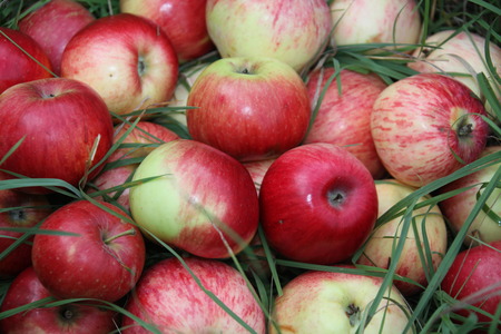 Appleの写真素材