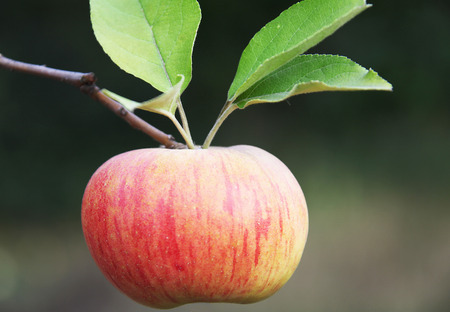 Appleの写真素材