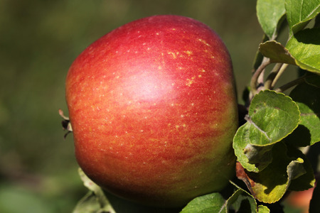Appleの写真素材