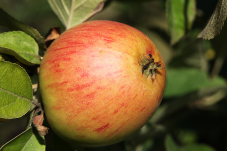 Appleの写真素材