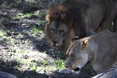 close view of the lions in the national parkの写真素材