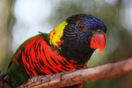 Rainbow lorikeet sitting on a wood branchの写真素材