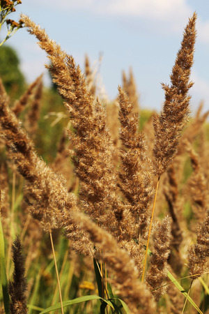 mat-grassの写真素材