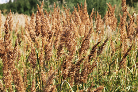 mat-grassの写真素材