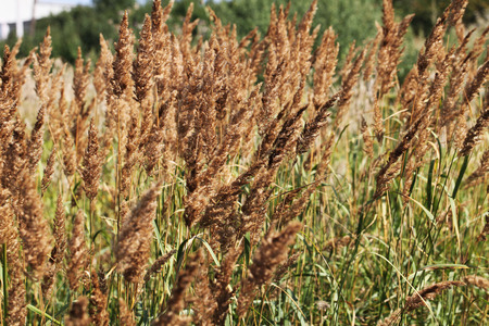 mat-grassの写真素材