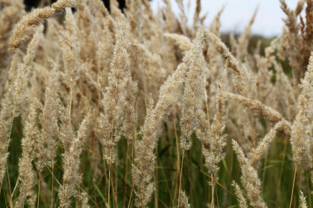 mat-grassの写真素材