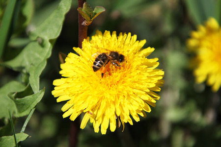 close view of a honeybee seating on a dandelionの写真素材
