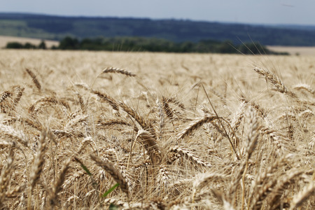 Wheat fieldの写真素材