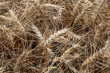 Wheat fieldの写真素材