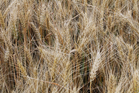Wheat fieldの写真素材