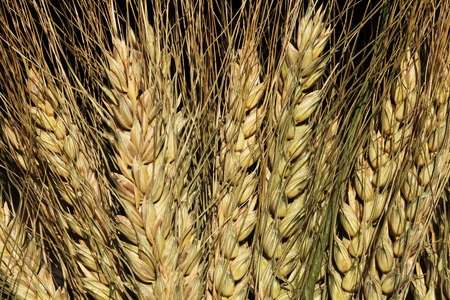 close view of the ears of the wheatの写真素材