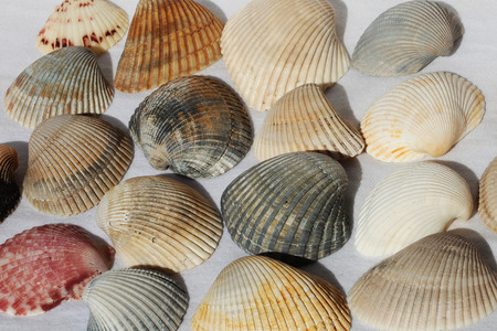 a sea shell on the white background