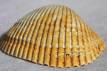 a sea shell on the white backgroundの写真素材