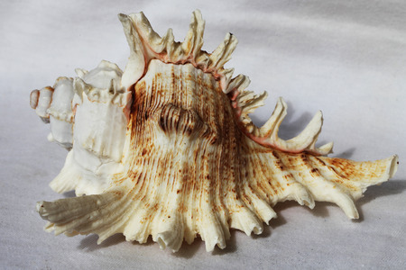 a sea shell on the white background