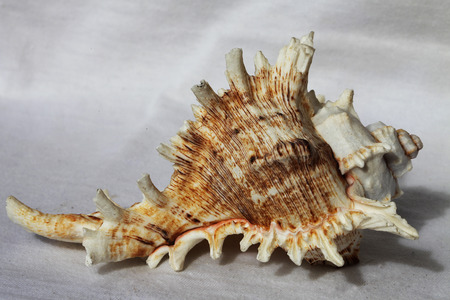 a sea shell on the white backgroundの写真素材