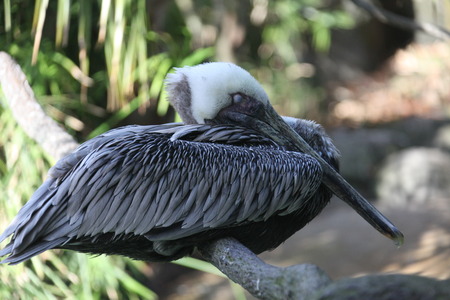 Close view of Florida pelican in wetlandの写真素材