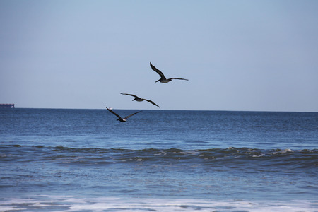 pelicans flying over Atlantic coast of Floridaの写真素材