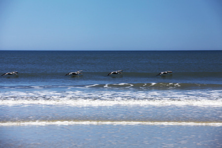 pelicans flying over Atlantic coast of Floridaの写真素材