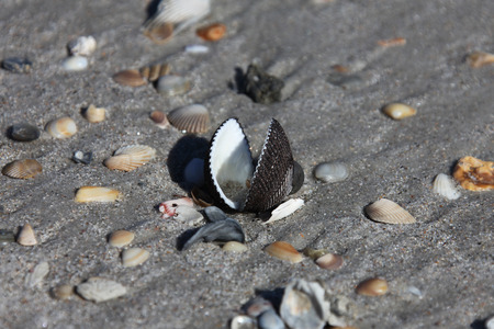 Sea shell