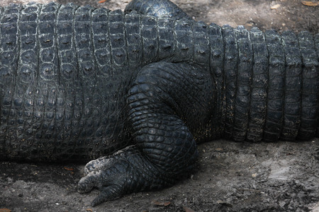 close view of Florida alligatorの写真素材