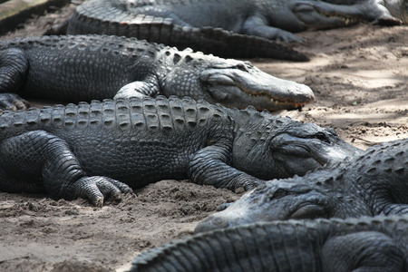 close view of Florida alligatorの写真素材