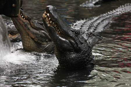 close view of Florida alligatorの写真素材