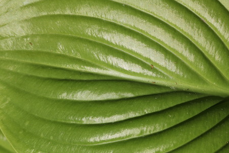 natural backgroundの写真素材