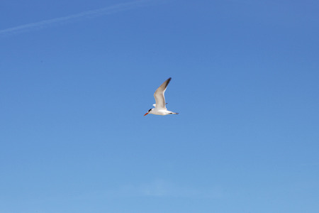 flying royal tern