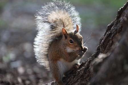 gray squirrel