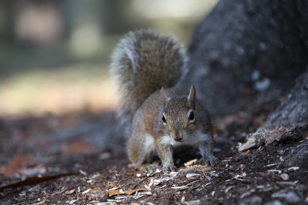 gray squirrel