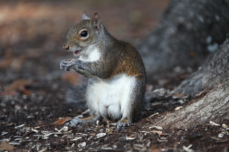 gray squirrelの写真素材