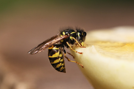 Waspの写真素材