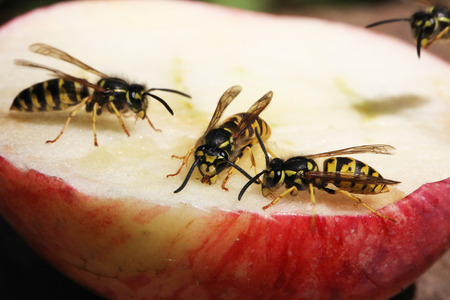 Waspの写真素材