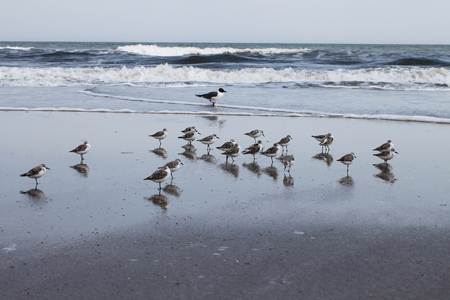 sandpipers on Atlantic coast of Floridaの写真素材