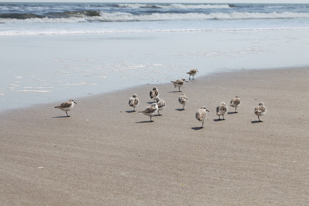 sandpipers on Atlantic coast of Floridaの写真素材