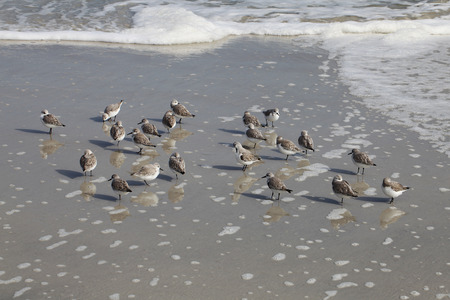 sandpipers on Atlantic coast of Floridaの写真素材