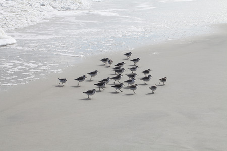 sandpipers on Atlantic coast of Floridaの写真素材