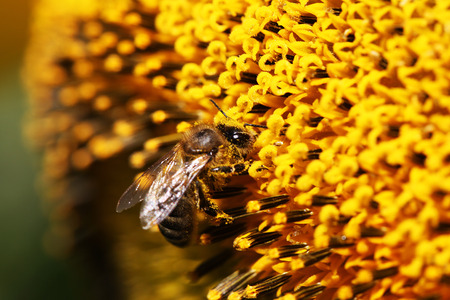 honey beeの写真素材