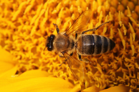close view of honey bee on sunflower
