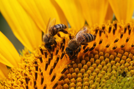close view of honey bee on sunflowerの写真素材