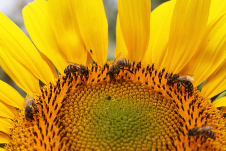 close view of honey bee on sunflowerの写真素材