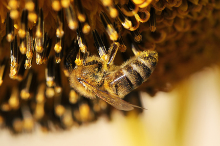close view of honey bee on sunflowerの写真素材