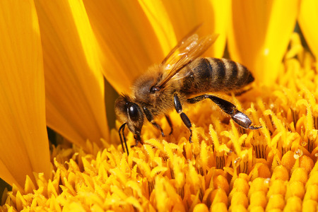 close view of honey bee on sunflower