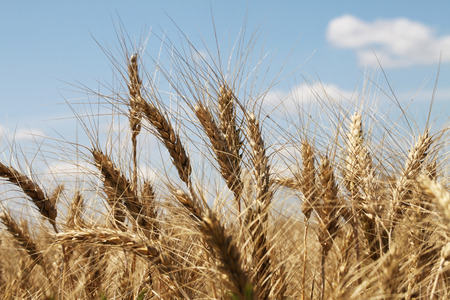 Wheat fieldの写真素材