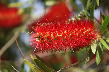 Callistemon bloomingの写真素材