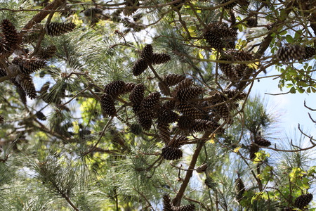 pine trees