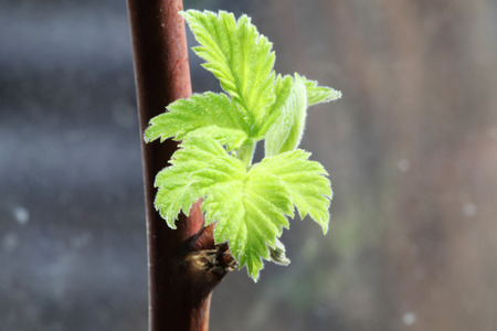 the new leaves on the sprig
